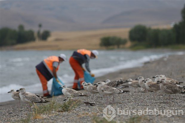 Van Gölü'nde martı ölümleri