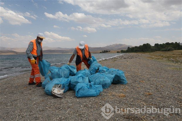 Van Gölü'nde martı ölümleri