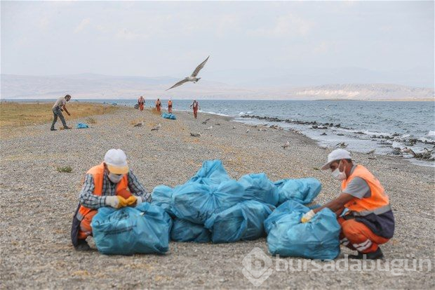 Van Gölü'nde martı ölümleri