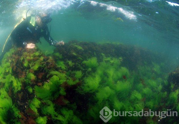 İstanbul'un kayıp adası Vordonisi