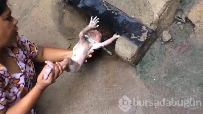 Kanalizasyona kedi sıkıştı sandılar yeni doğmuş bebek çıktı!