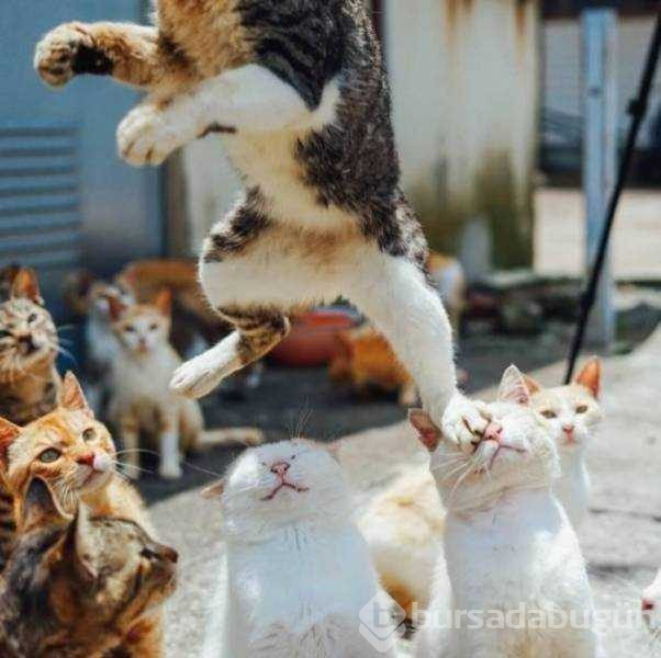 Muhteşem zamanlama ile çekilen fotoğraflar