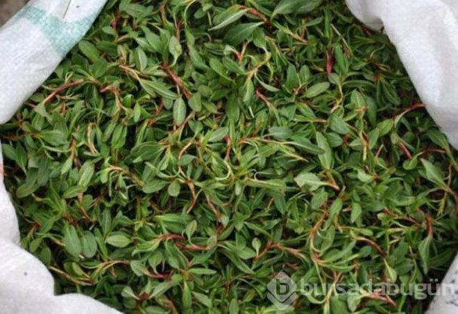 Sivas'ın meşhur otunun bilinmeyen faydaları