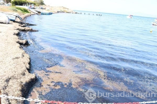 Foça sahili petrole bulandı