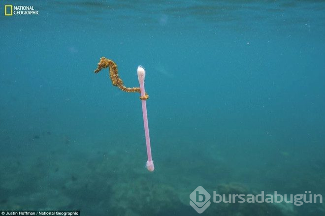 Plastiğin yıkıcı etkileri...