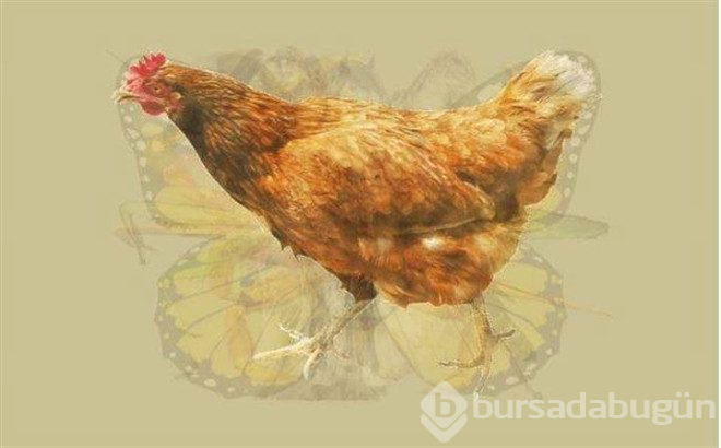 Fotoğrafta gördüğünüz ilk hayvan kişiliğinizi yansıtıyor