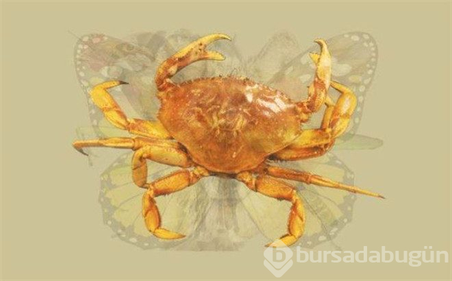 Fotoğrafta gördüğünüz ilk hayvan kişiliğinizi yansıtıyor