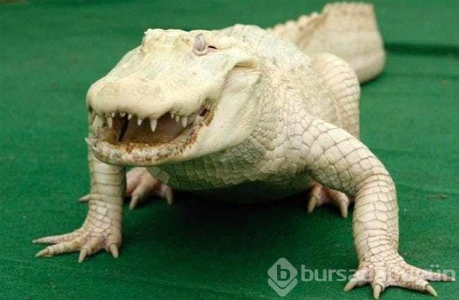Çok şaşırtan 25 albino hayvan