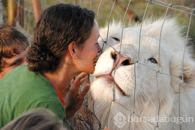 Çok şaşırtan 25 albino hayvan