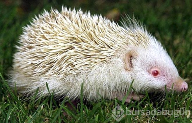 Çok şaşırtan 25 albino hayvan
