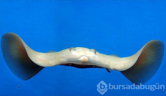 Çok şaşırtan 25 albino hayvan
