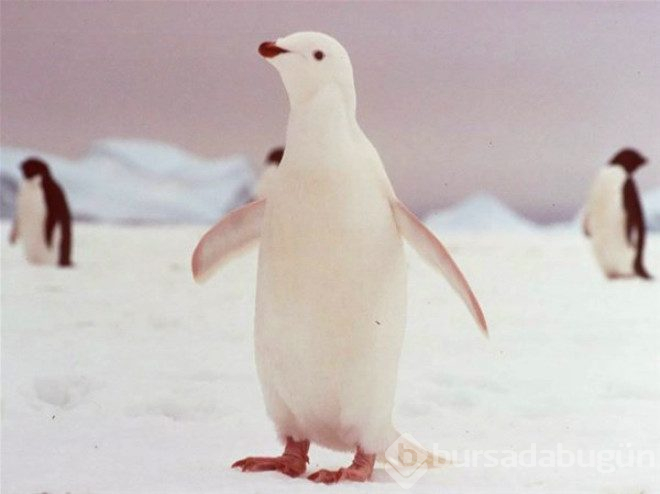 Çok şaşırtan 25 albino hayvan