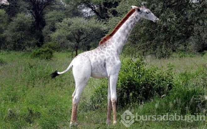 Çok şaşırtan 25 albino hayvan