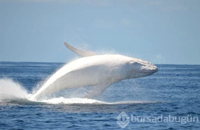 Çok şaşırtan 25 albino hayvan