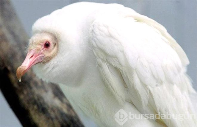 Çok şaşırtan 25 albino hayvan