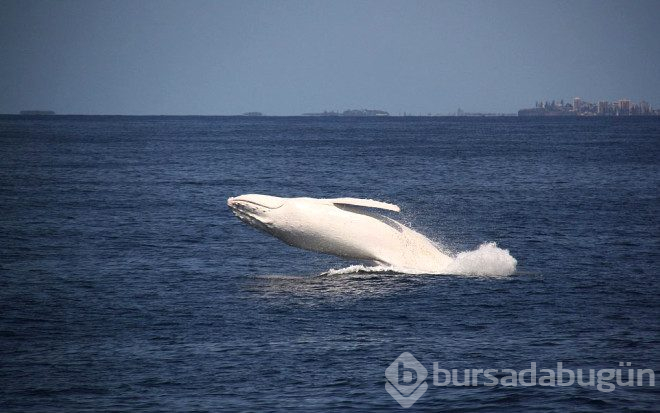 Çok şaşırtan 25 albino hayvan