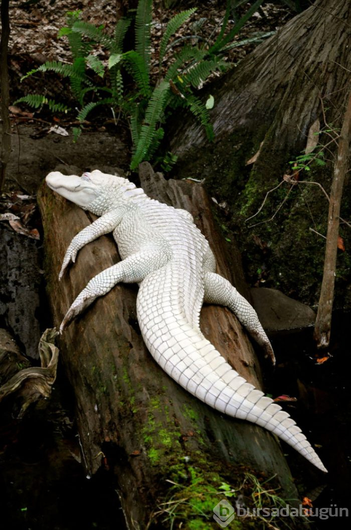 Çok şaşırtan 25 albino hayvan