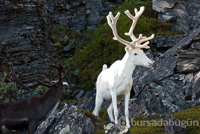 Çok şaşırtan 25 albino hayvan