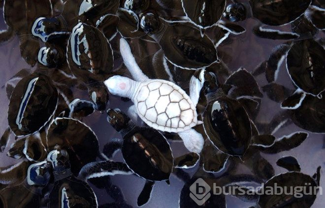 Çok şaşırtan 25 albino hayvan