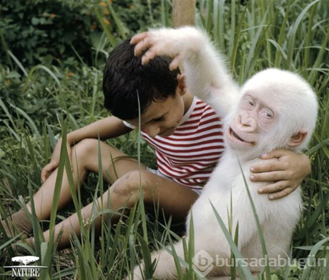 Çok şaşırtan 25 albino hayvan