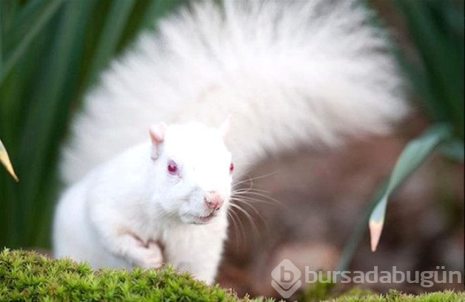 Çok şaşırtan 25 albino hayvan