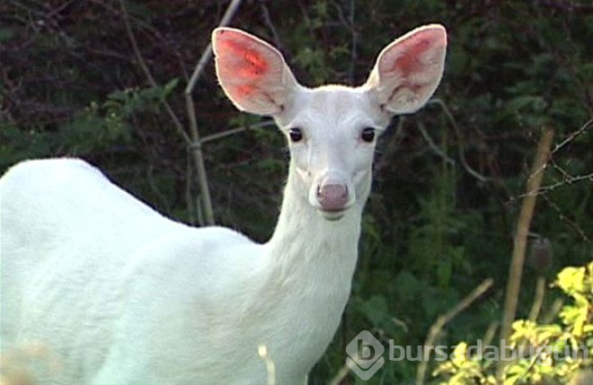 Çok şaşırtan 25 albino hayvan