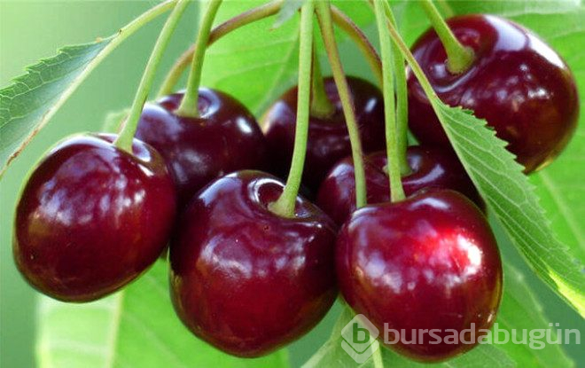 Kutsal kitabımızda adı geçen 12 yiyecek ve faydaları