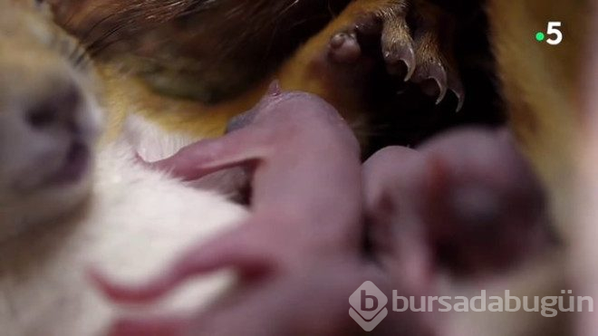 Sincapın doğum yaptığı an 