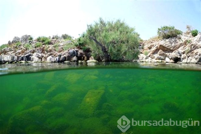 Bafra gölünün su altı zenginliği