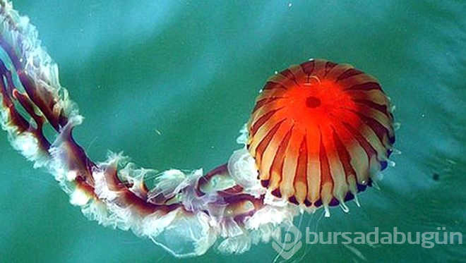 Zehirli denizanası uyarısı!