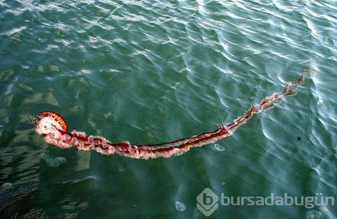 Zehirli denizanası uyarısı!