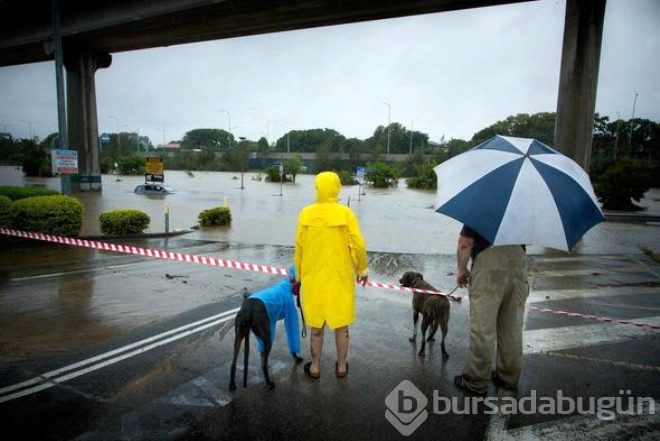 Yolun ortasında köpek balığı buldular!