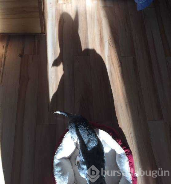 Fotoğraftan daha çok ilgi çeken gölgeler