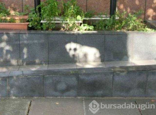 Fotoğraftan daha çok ilgi çeken gölgeler
