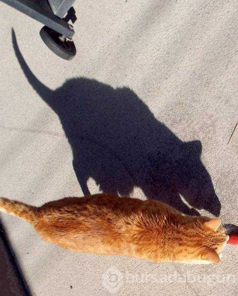 Fotoğraftan daha çok ilgi çeken gölgeler