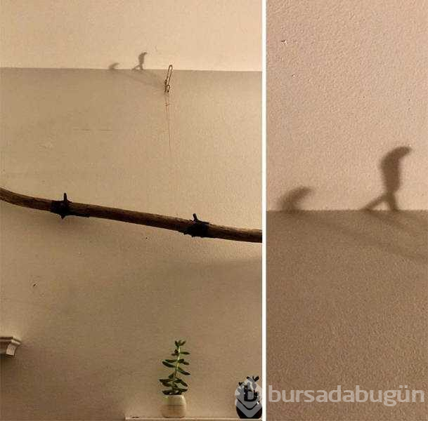Fotoğraftan daha çok ilgi çeken gölgeler