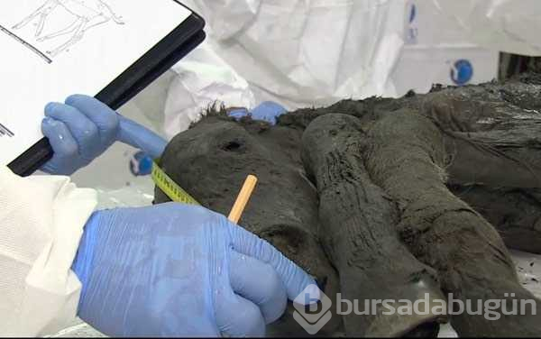 40 bin yıllık tay fosili, dünyayı değiştirebilir
