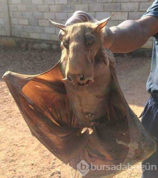 Doğanın en ilginç ve güzel anları