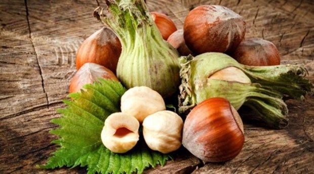 Çiğ fındıkla gelen 10 fayda! (Kavrulmuş fındık yemeyin!)