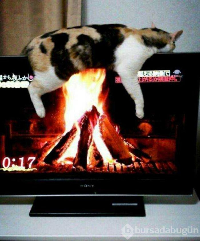 Günün en çok paylaşılan fotoğrafları
