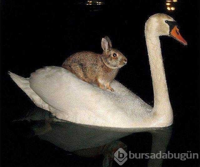 Günün en çok paylaşılan fotoğrafları
