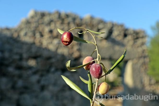 Lyrboton Kome Antik Kenti ziyarete açıldı
