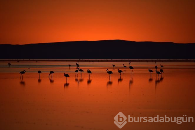 Bozkırın ortasındaki 'kuş cenneti' Tuz Gölü
