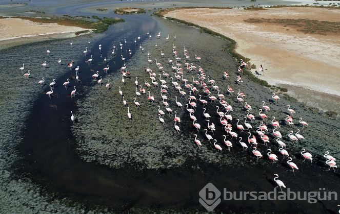 Bozkırın ortasındaki 'kuş cenneti' Tuz Gölü
