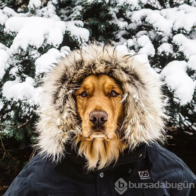 Sosyal medyanın yeni fenomeni: Gezgin köpek Aspen
