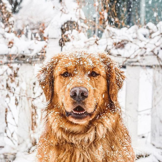 Sosyal medyanın yeni fenomeni: Gezgin köpek Aspen
