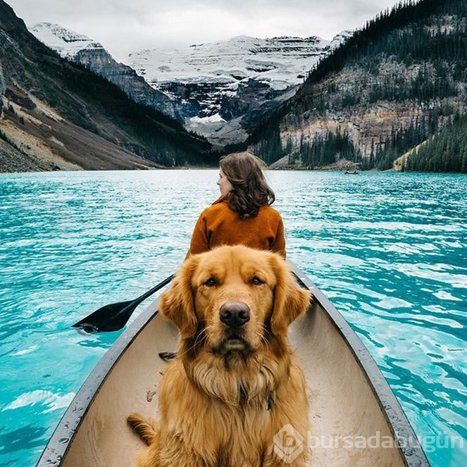 Sosyal medyanın yeni fenomeni: Gezgin köpek Aspen
