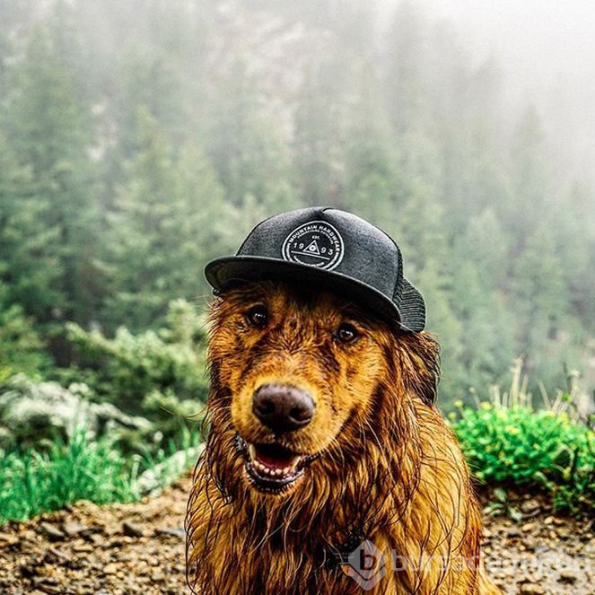 Sosyal medyanın yeni fenomeni: Gezgin köpek Aspen
