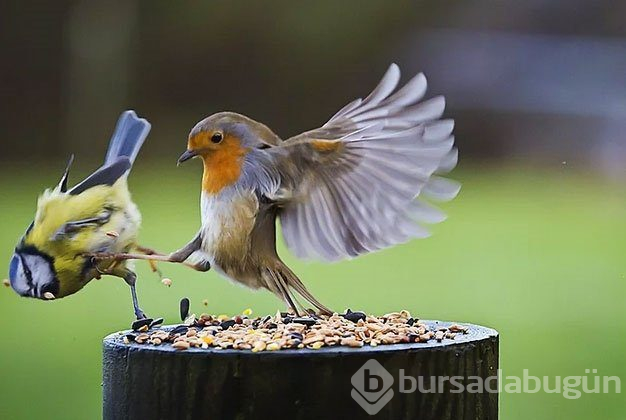 Tam zamanında çekilmiş fotoğraflar...
