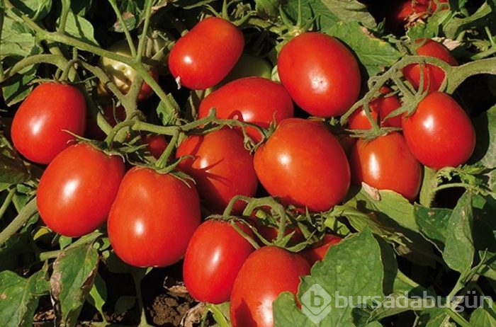 Vücutta dolaşan nikotini dışarı atan besinler
